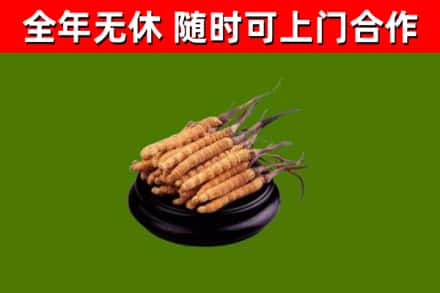 汾阳烟酒回收冬虫夏草.jpg